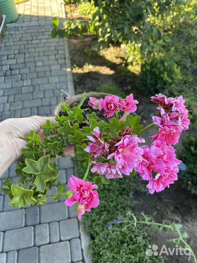 Пеларгония сортовая большие кусты