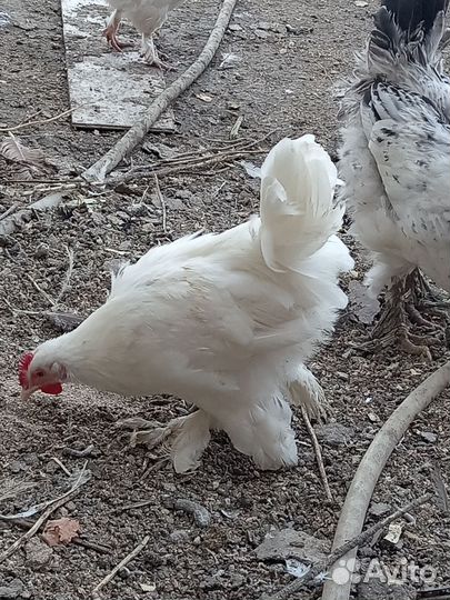 Карликовые курочки и петушки