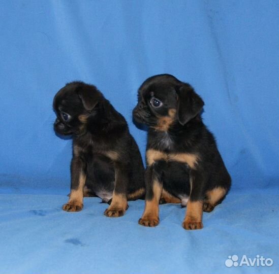 Щенки пти брабансона