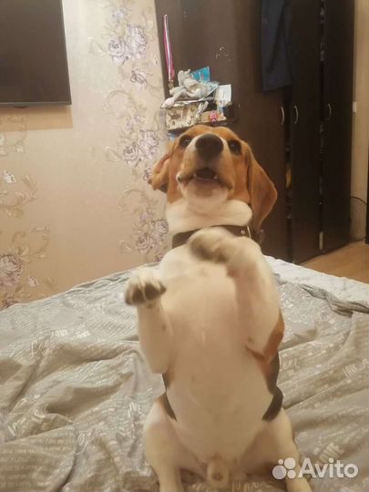 Бигль вязка