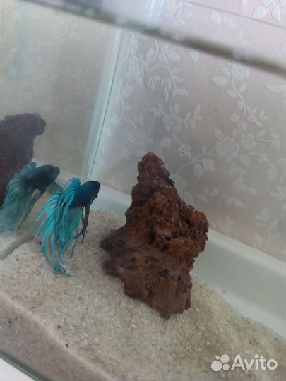 Аквариум с петушком