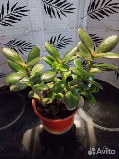 Денежное дерево (Толстянка)