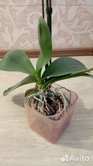 Орхидея фаленопсис