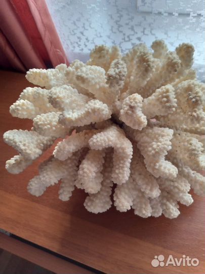 Продаю ракушки