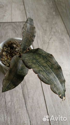 Сансивиерия кирки