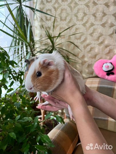 Морские свинки