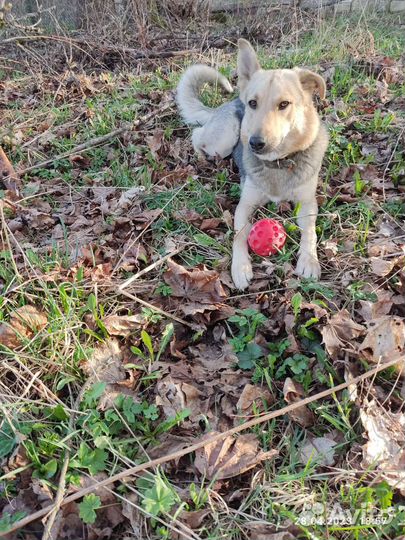 Метис немецкой овчарки в хорошие руки