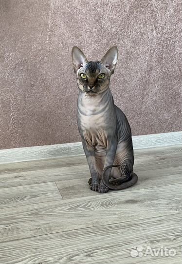 Кот на вязку сфинкс