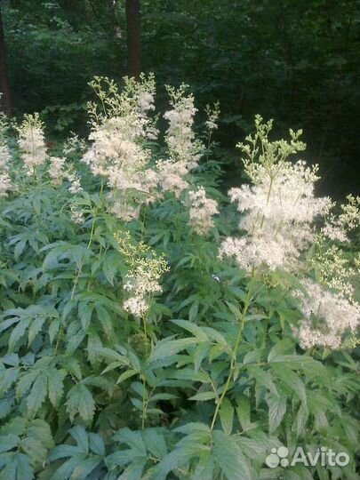 Дербейник иволистный