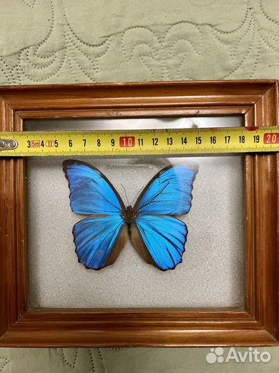 Бабочка Морфо Менелаус