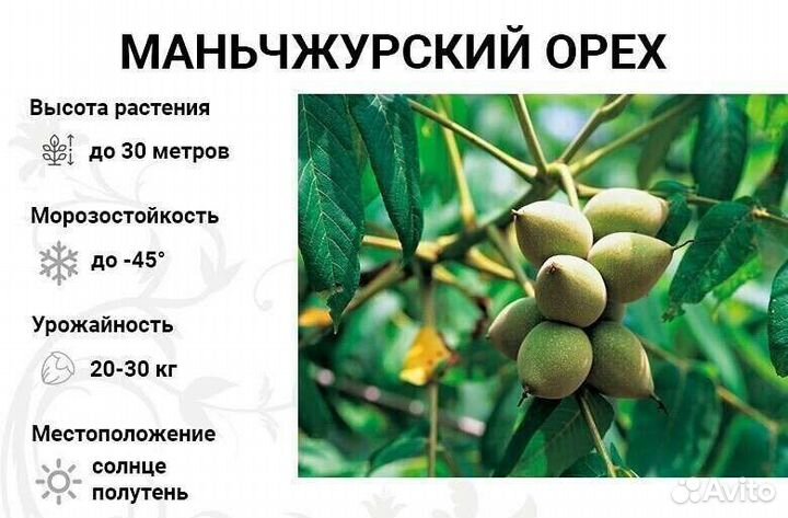 Манчжурский орех