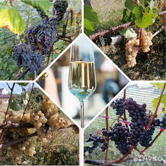 Саженцы устойчивых винных сортов винограда