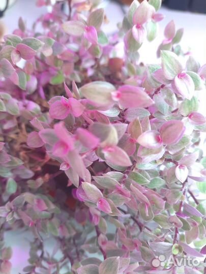 Каллизия Крибо