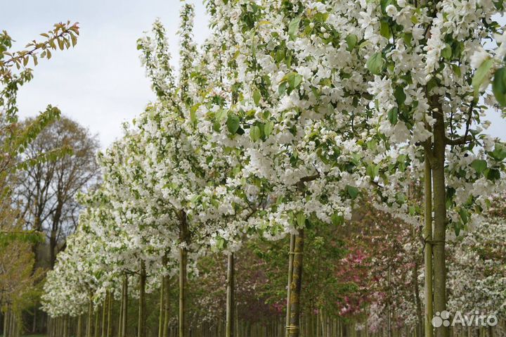 Саженцы яблони дикой оптом