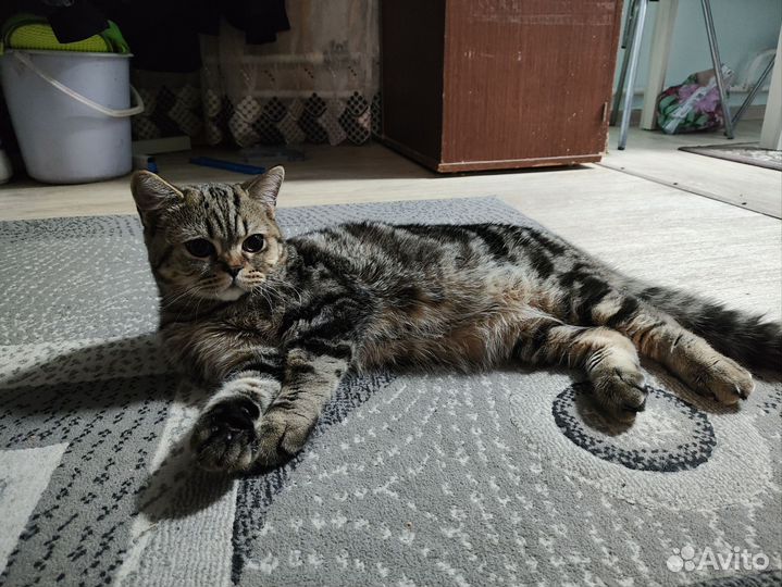 Британская кошка