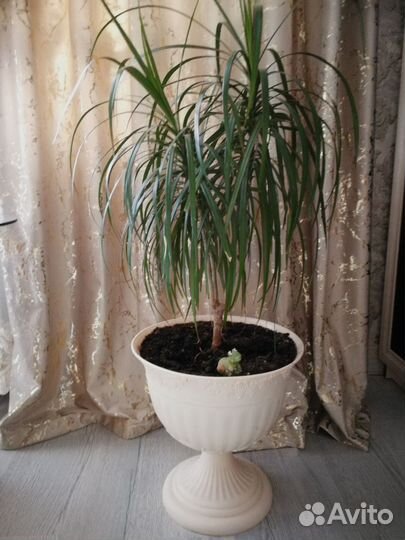 Драцена 1600, замиокулькас(долларовое дерево 400