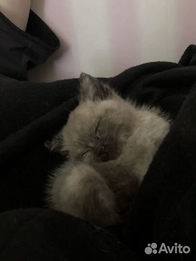 Отдам котёнка в добрые руки
