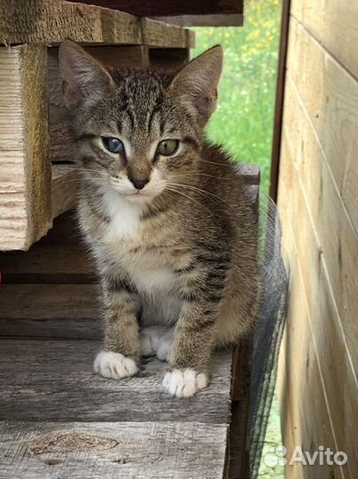 Спасите котят