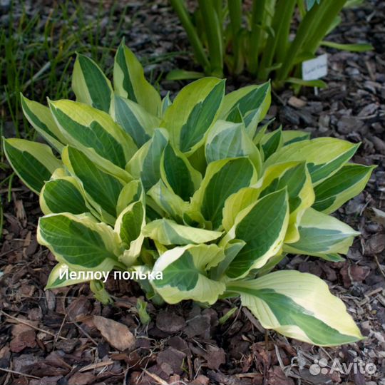 Хосты сортовые