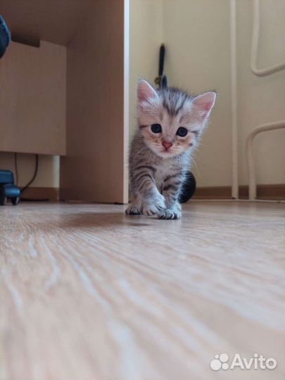 Котята Шотландской веслоухой