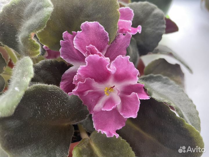 Фиалка сорт Амадеус