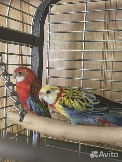 Попугаи розелла