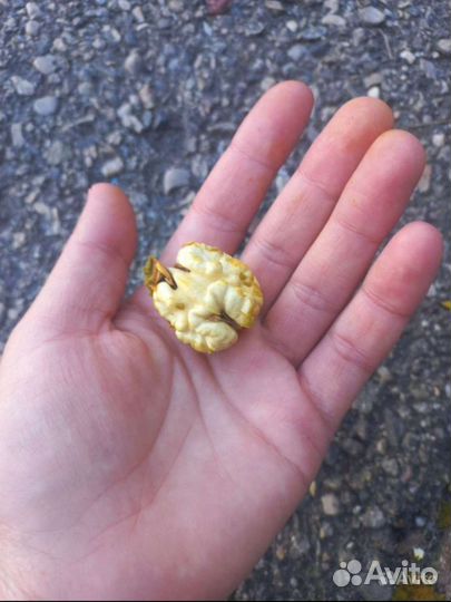 Орех грецкий