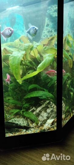 Аквариум с рыбками