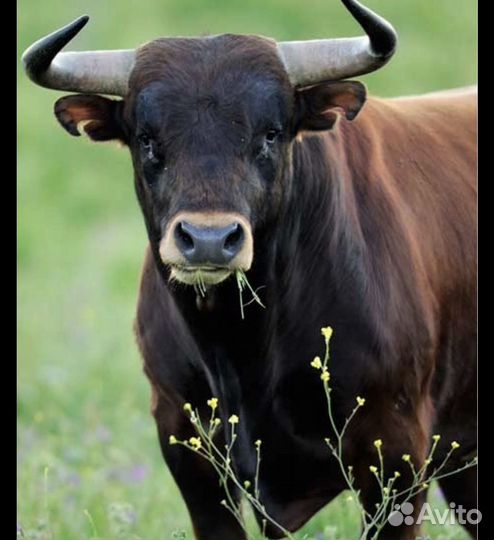 Разделка,Забой крс