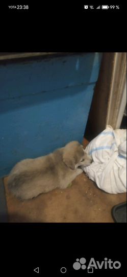 Крупные щенки