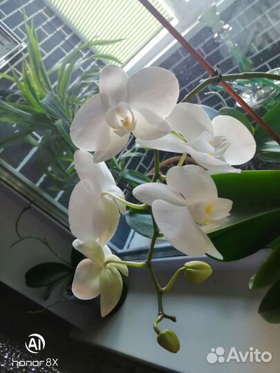 Комнатные цветы орхидеи