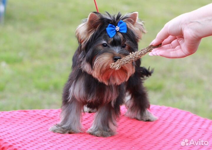 Йоркширский терьер щенки