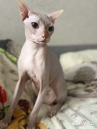 Донской сфинкс вязка