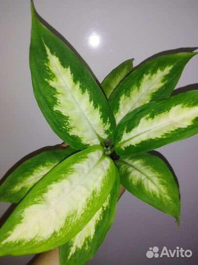 Диффенбахии, Анлаонемы