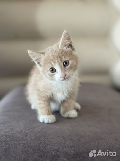 Рыжий котенок в дар