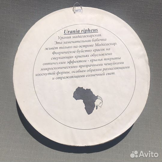 Коллекционная бабочка в рамке