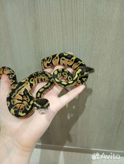 Королевские змеи самец