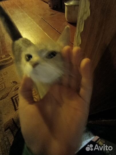 Кошки бесплатно