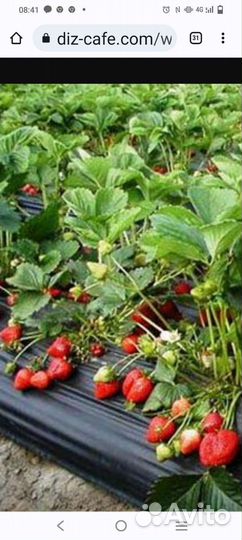 Рассада клубники 
