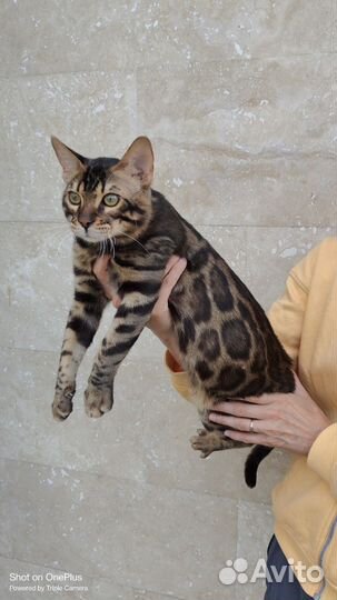 Бенгальская