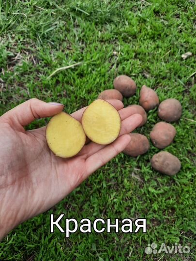 Деревенская семенная картошка