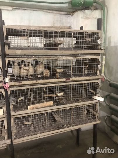 Клетка для перепелок