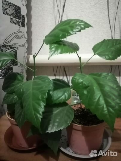 Гибискус китайская роза