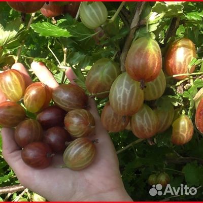 Крыжовник саженцы для Подмосковья