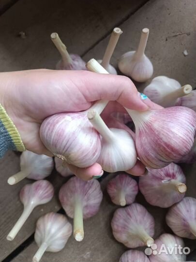 Чеснок