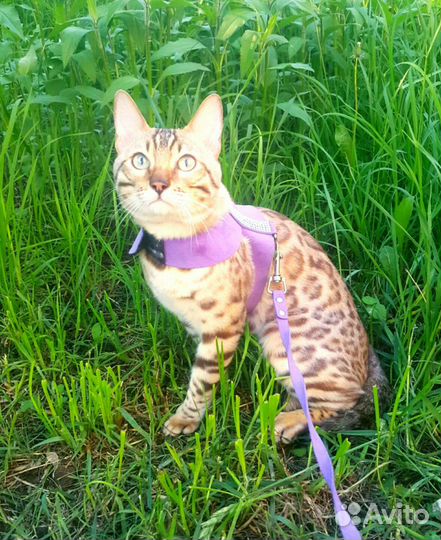 Бенгальский котик, бенгальские