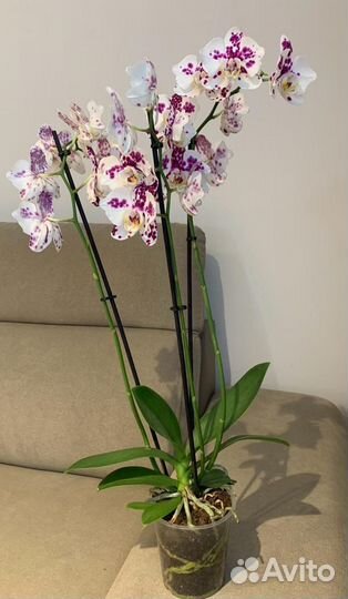 Фаленопсис Танго бабочка, пелор