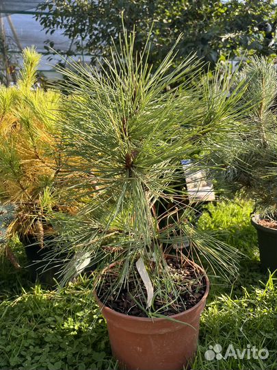 Сосна джеффри Йоппи