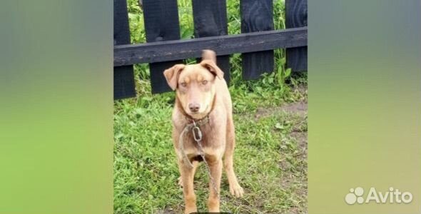 Помесь добермана