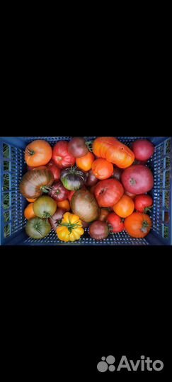 Рассада сортовых томатов, огурцов, перцев